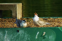 tern raft